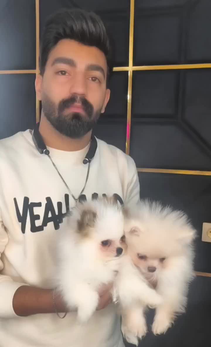 پامرخرسی پامرعروسکی توی پودل مینی شیتزو سگ جیبی|سگ|اصفهان, خانه اصفهان|دیوار