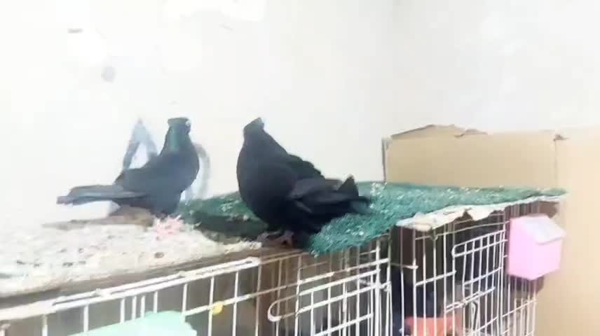 کله سیاه|پرنده|مسجد سلیمان, |دیوار