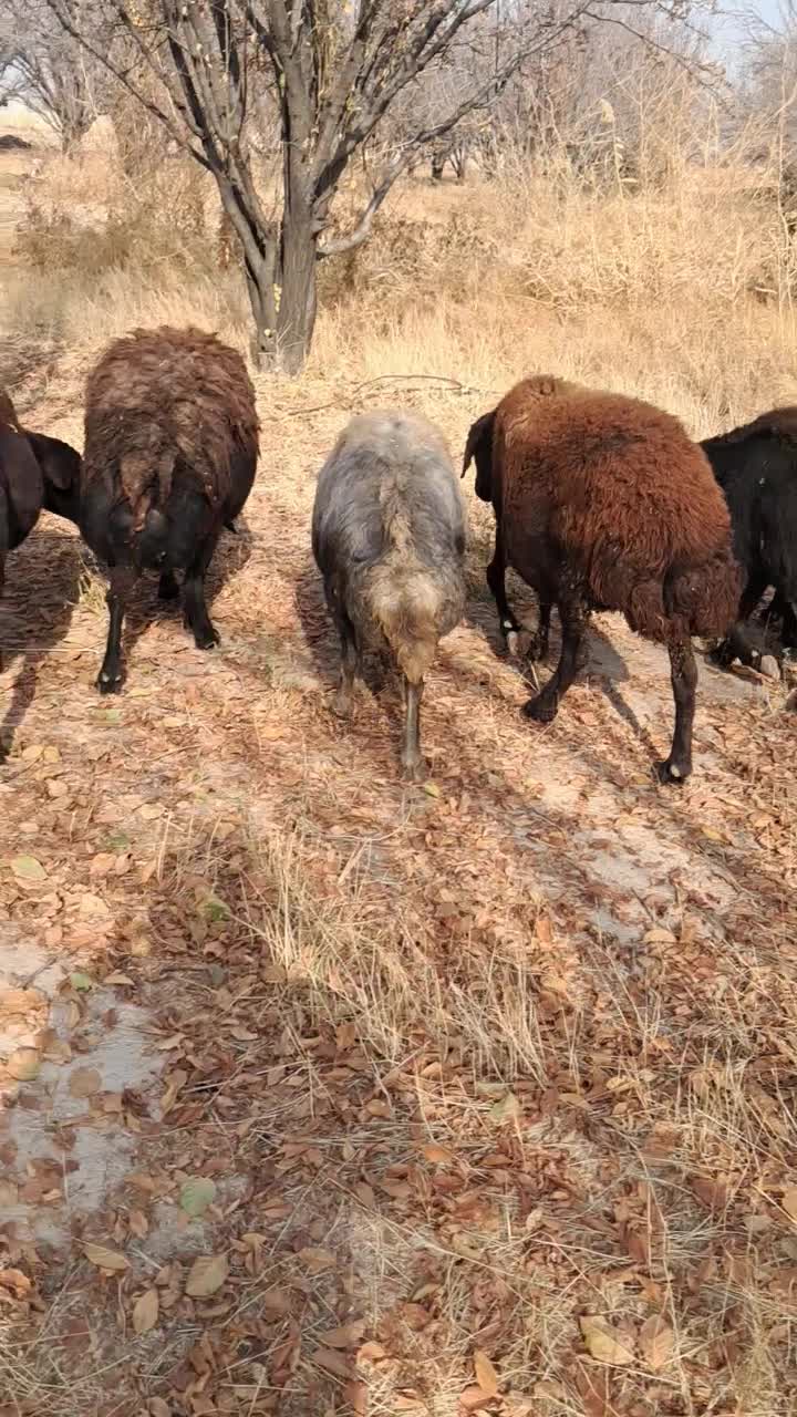 میش آبستن|حیوانات مزرعه|بناب, |دیوار