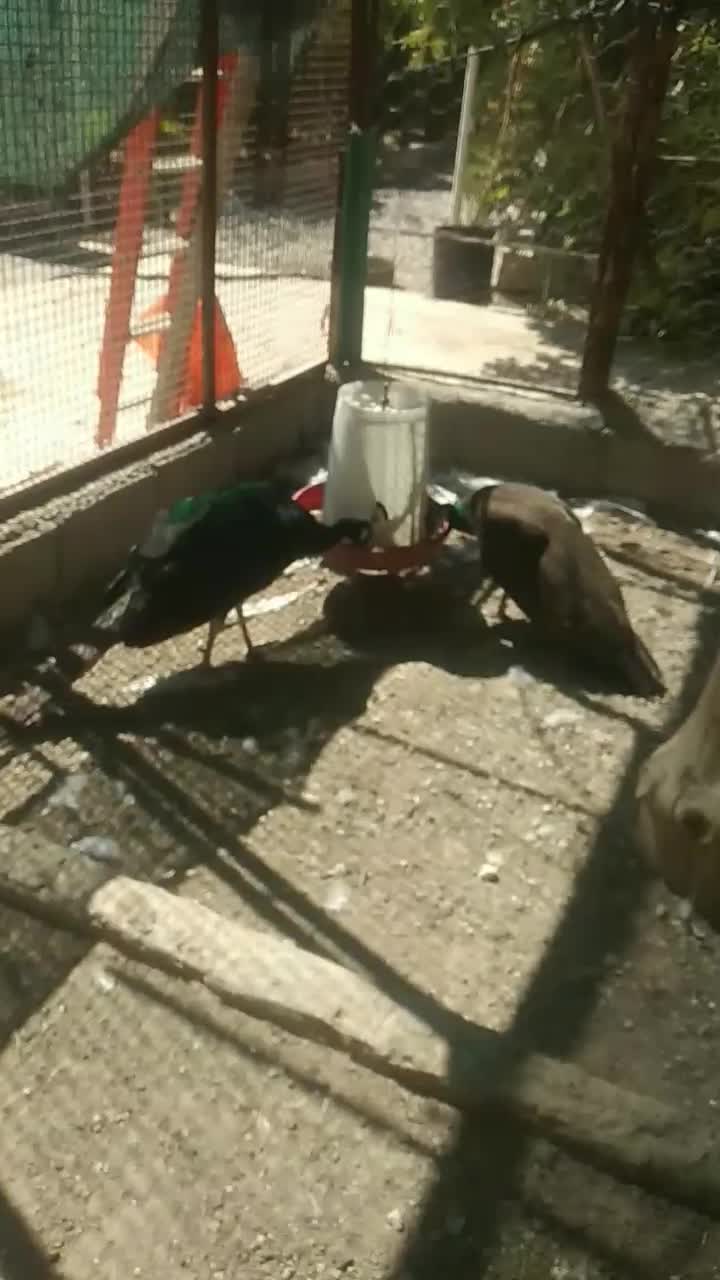 طاووس سفید|پرنده|تهران, شهران شمالی|دیوار