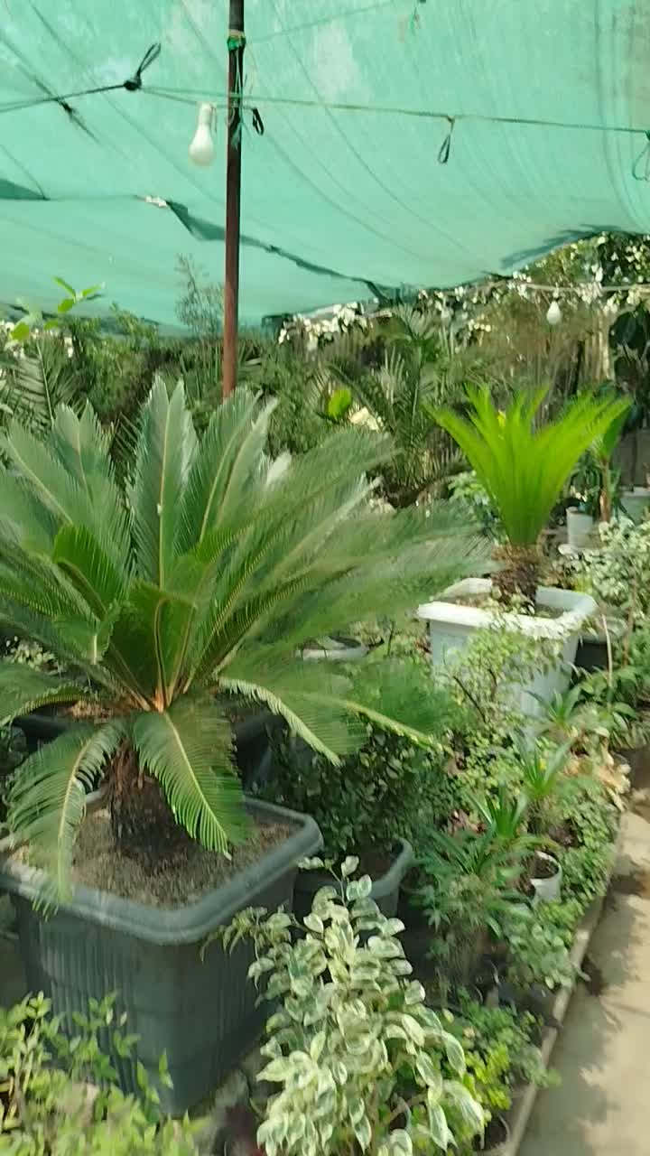 خدمات تخصصی گیاهان داخلی،خاک گلدان،باغبانی،سمپاشی|خدمات باغبانی و درختکاری|تهران, چیذر|دیوار