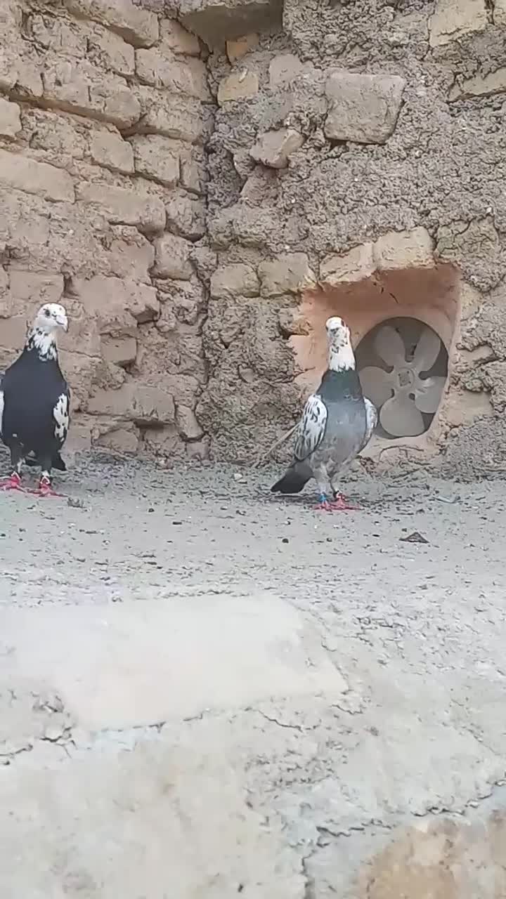 کفتر آلمانی بزک مسافتی|پرنده|مشهد, آبکوه|دیوار