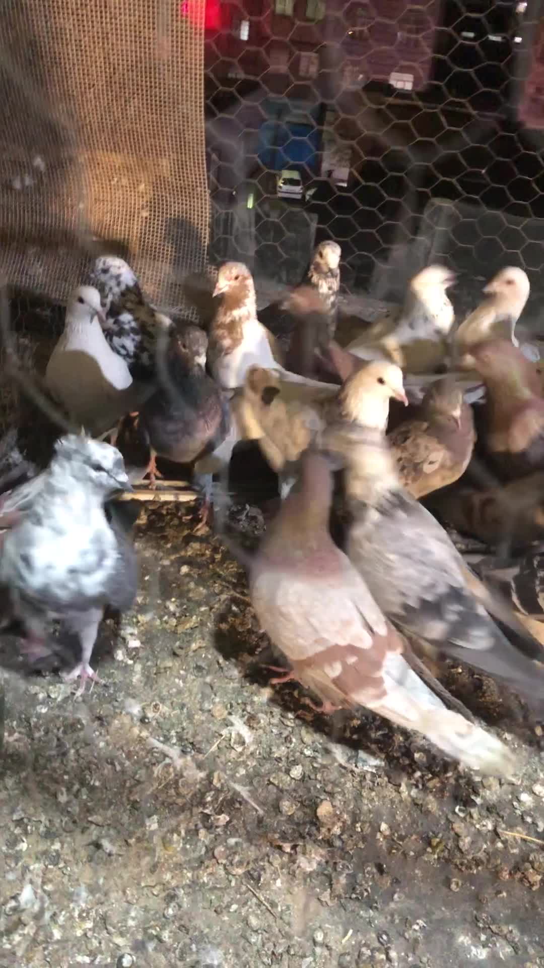 کبوتر تهرانی شهرستانی سرور،کله ماستی،قرمز|پرنده|فردیس, فردیس|دیوار