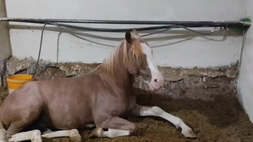 فروش اسب تروبرد|اسب و تجهیزات اسبسواری|ری, شهرری|دیوار