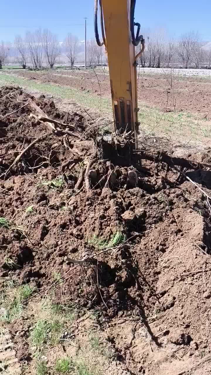 دراوردن ریشه درخت گردو بصورت رایگان|خدمات باغبانی و درختکاری|الشتر, |دیوار