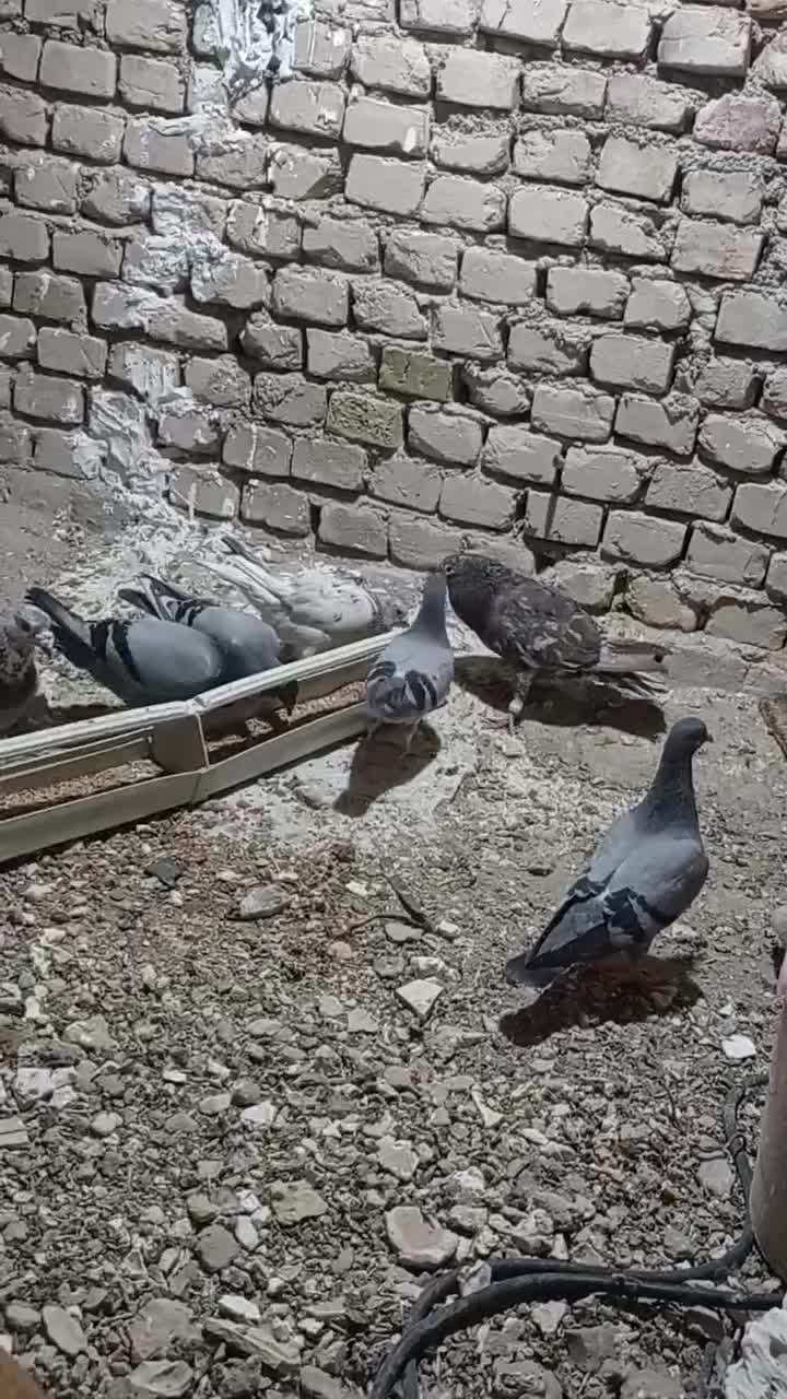 کفتر سار نروماده سراوان هستن|پرنده|زاهدان, |دیوار