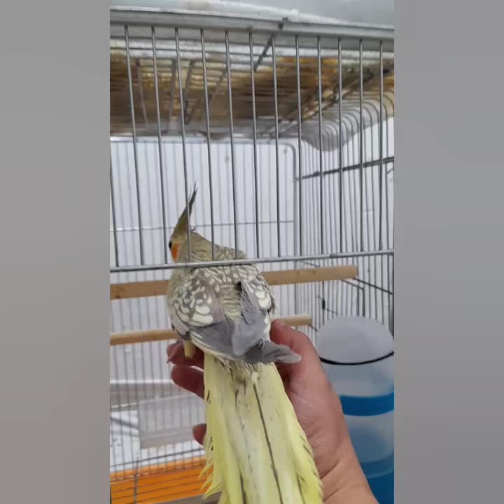 دوتاعروس هلندی ماده|پرنده|برازجان, |دیوار