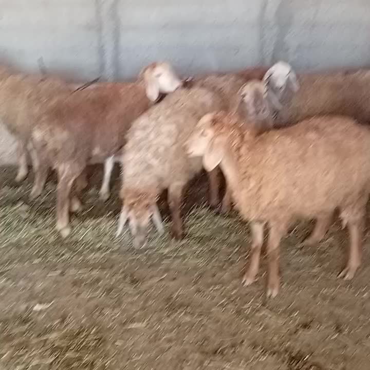 بره ماده اصل دامازدخ مغانی نژاد فومن ۱۹راس|حیوانات مزرعه|قشلاق دشت, |دیوار