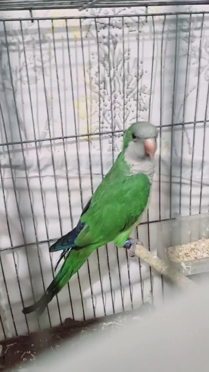 راهب ماده بالغ|پرنده|مشهد, مهدی آباد|دیوار