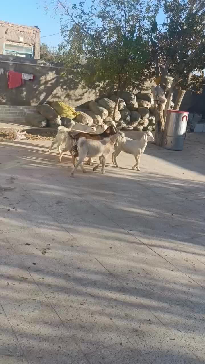 کولارسانن|حیوانات مزرعه|قائن, |دیوار