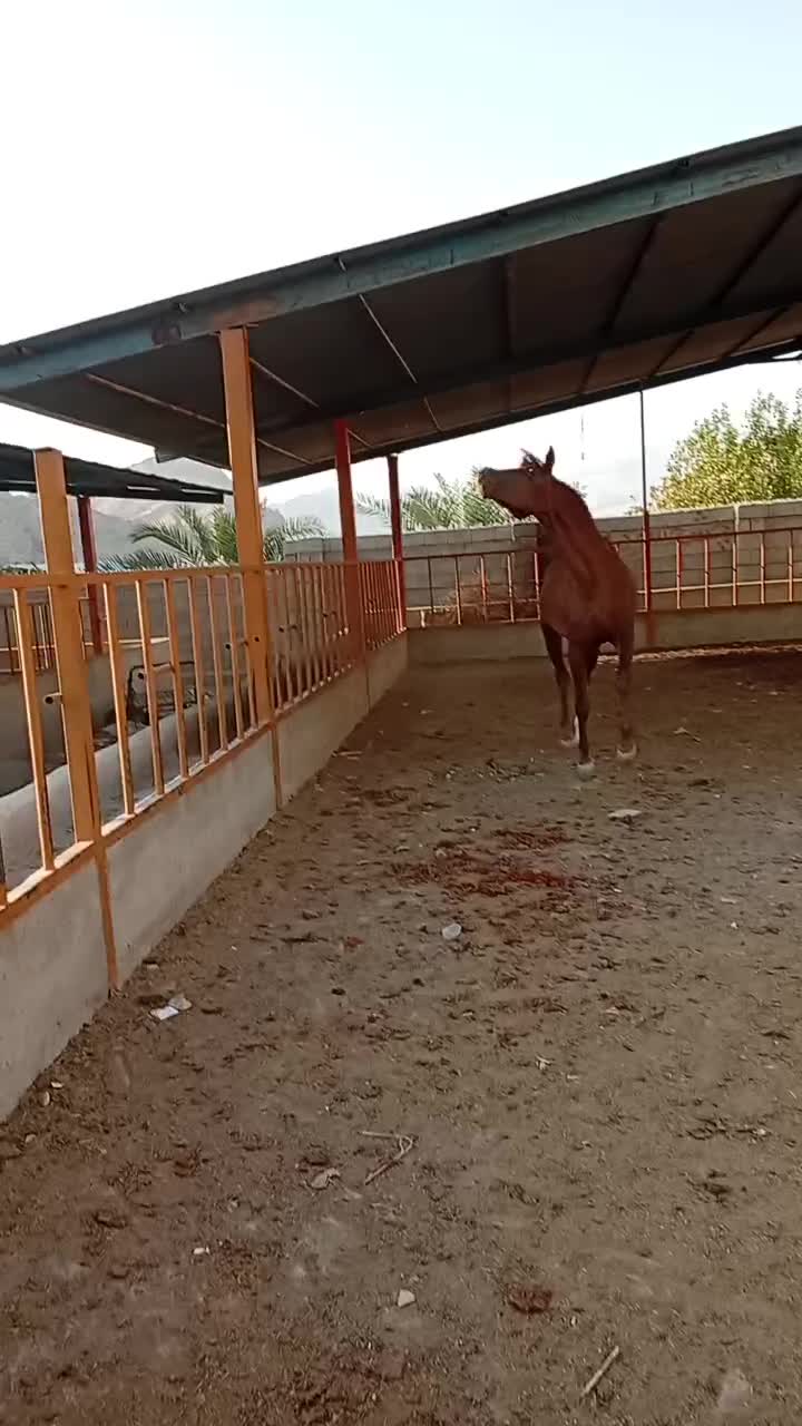 اسب دره شوری درجه یک|اسب و تجهیزات اسب‌سواری|کازرون, |دیوار