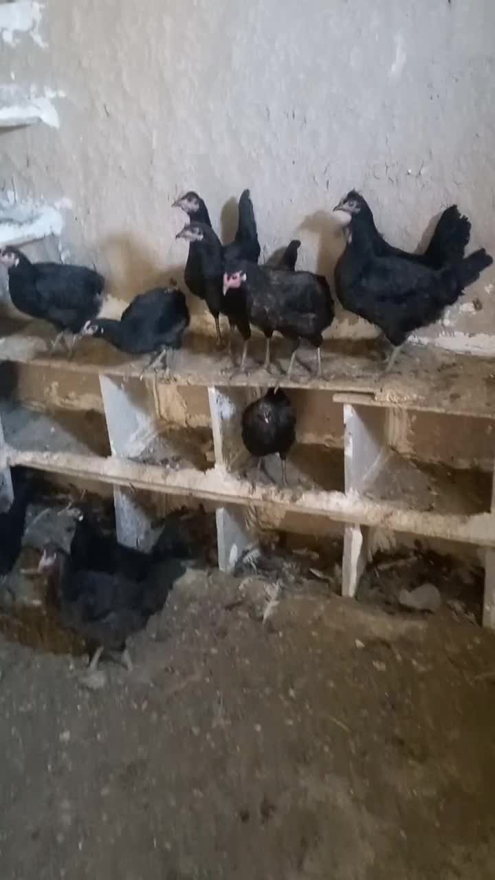 مرغ و خروس محلی|حیوانات مزرعه|چغادک, |دیوار