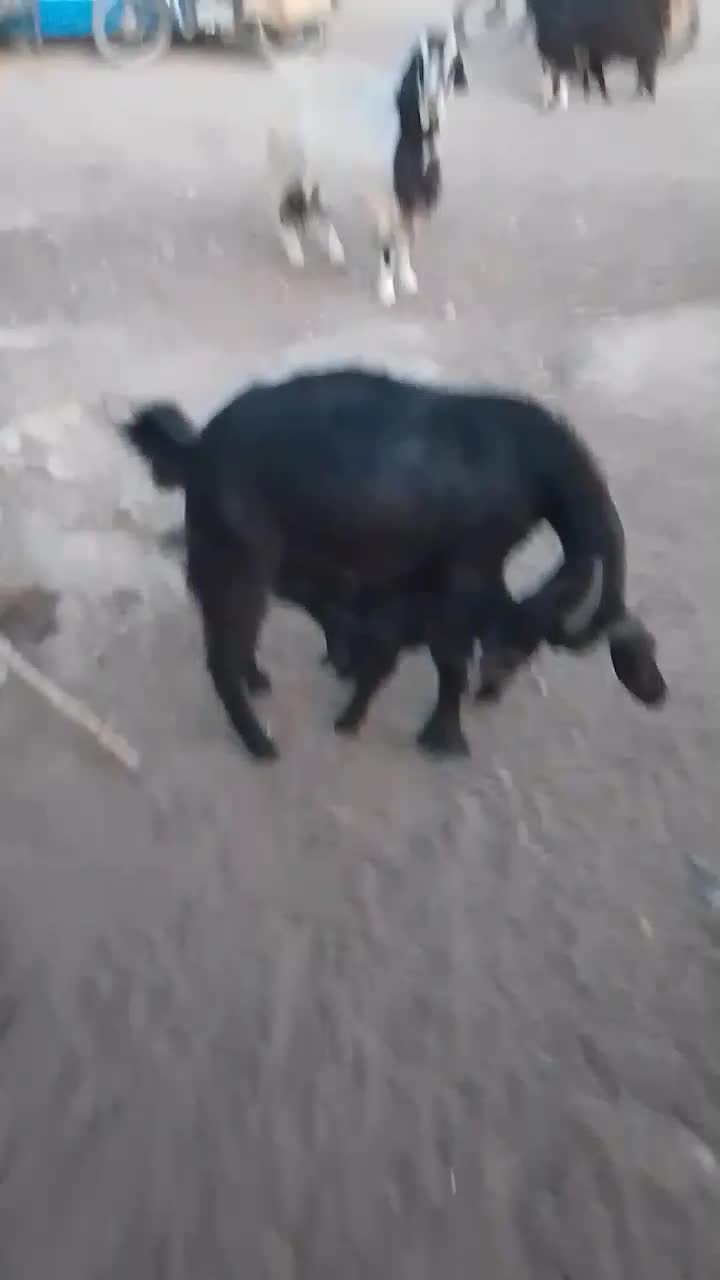 کهره چاق ، بز کهره دار|حیوانات مزرعه|نیریز, |دیوار