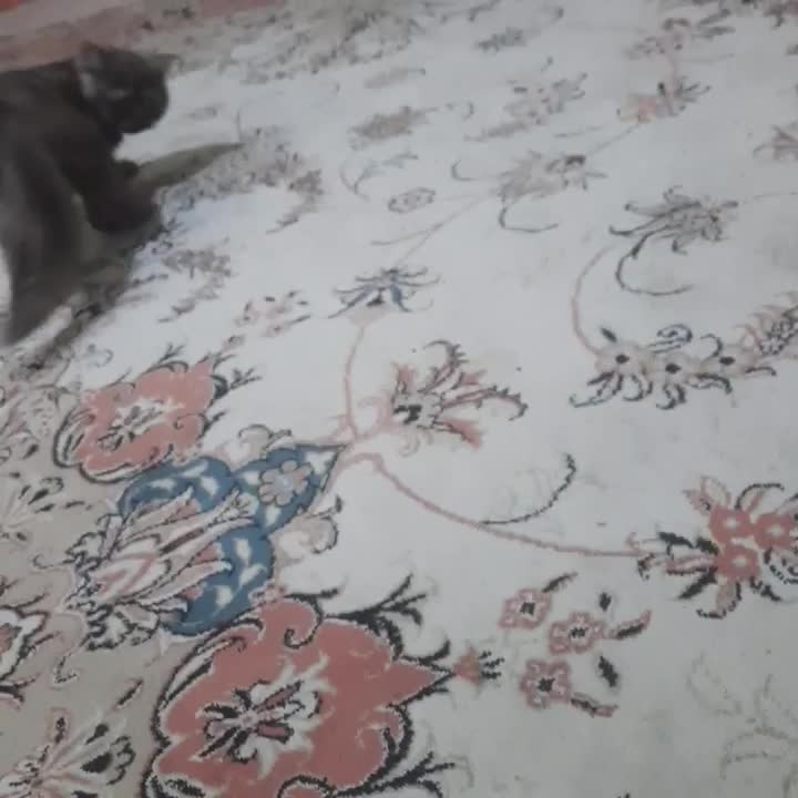 بچه گربه نژاد بریتیش رنگ خاص چا‌کلت|گربه|مشهد, شهید رضوی|دیوار