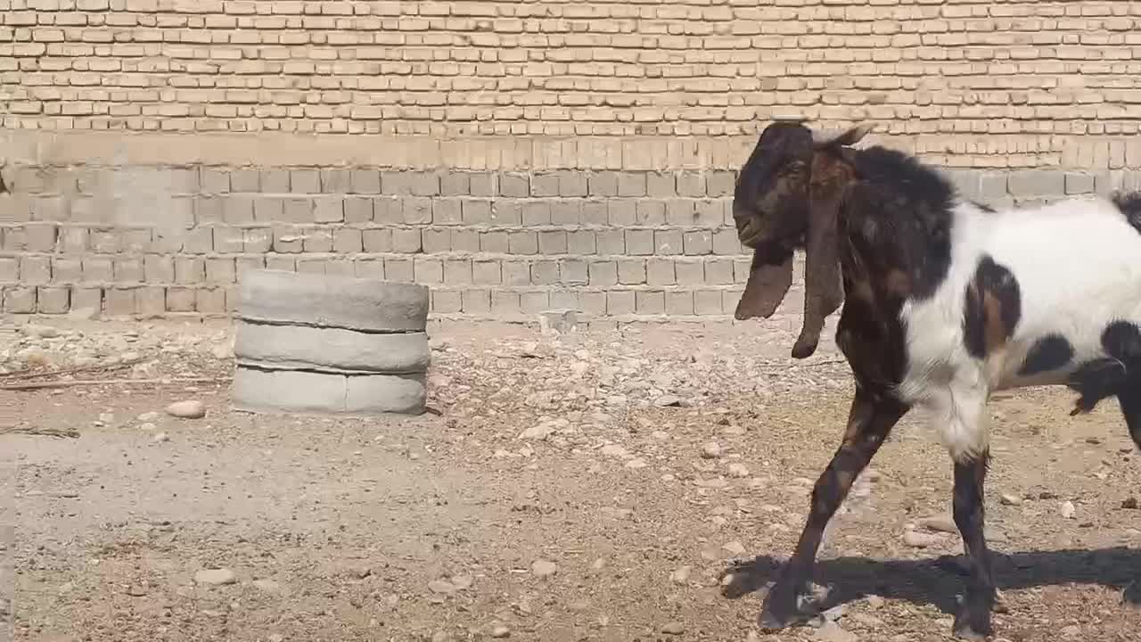 کهره چبش بز تکاوری|حیوانات مزرعه|شیراز, اصلاح‌نژاد|دیوار