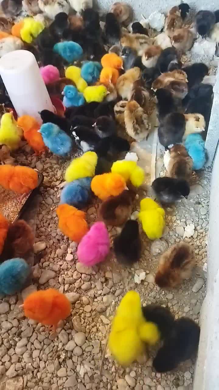 اردک 37جوجه رنگی، گردن لیت،گلپیگانی، کاکلی، تاجدار|حیوانات مزرعه|خورموج, |دیوار