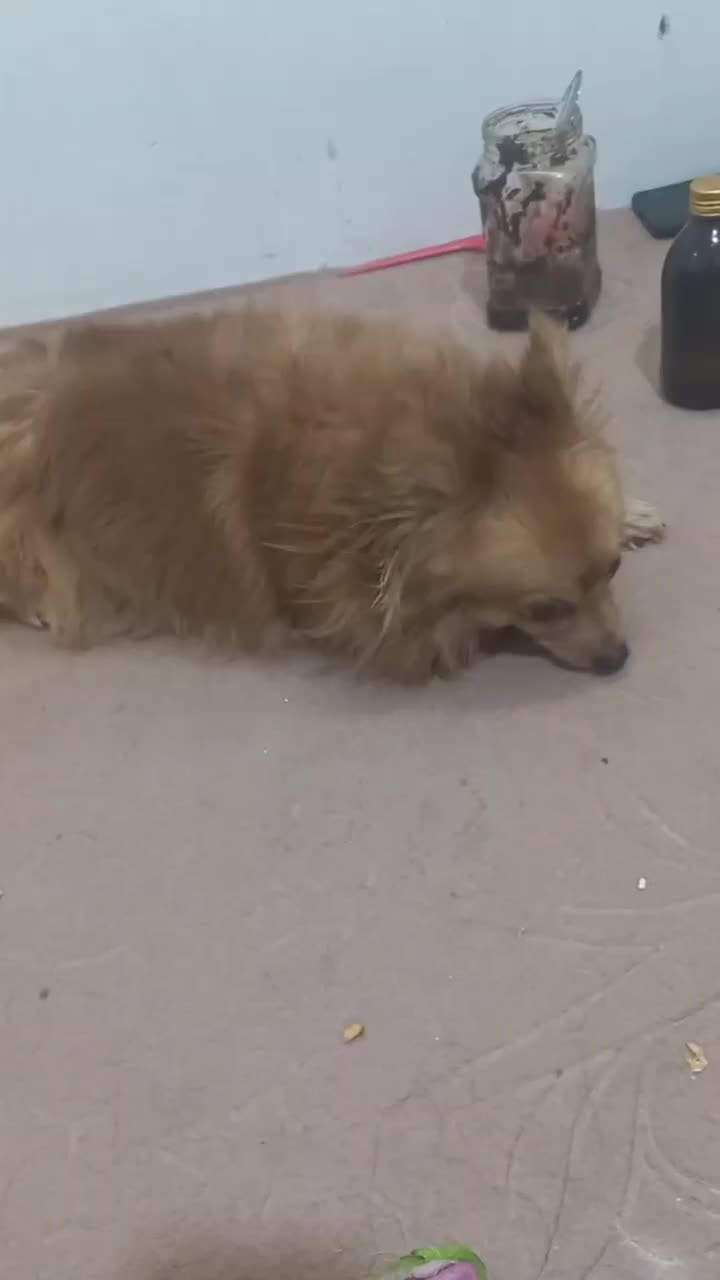 پامرین روباهی نر ماده|سگ|قم, امامزاده ابراهیم|دیوار