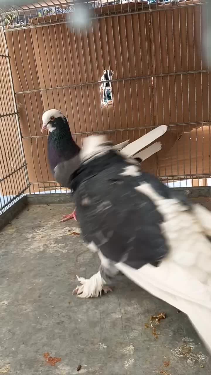 کبوتر کفتر ۳ جفت عالی|پرنده|فردیس, قریشی|دیوار