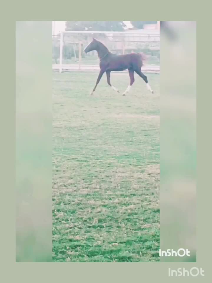 شوش|اسب و تجهیزات اسب‌سواری|کرخه, |دیوار