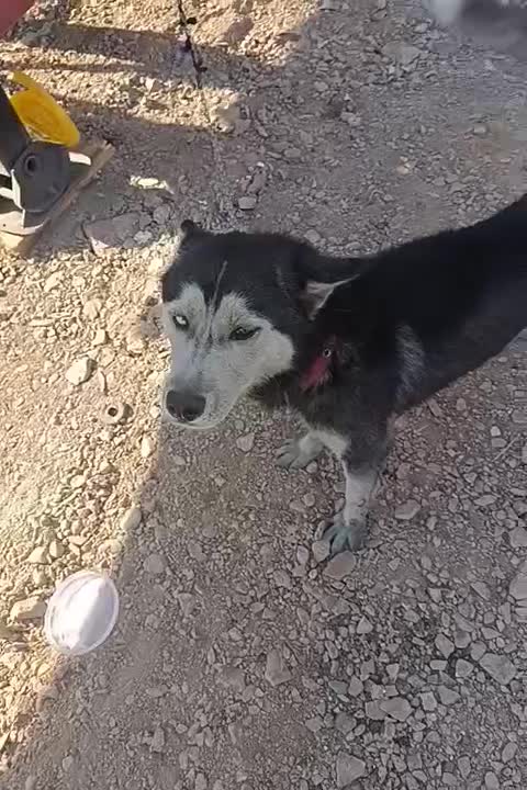 هاسکی جفت با توله|سگ|تهران, والفجر (افسریه)|دیوار