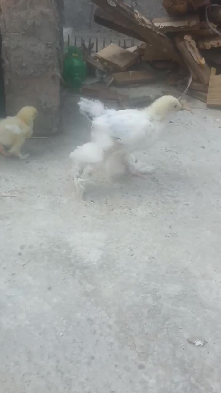 جوجه برهما اصل|حیوانات مزرعه|گرگان, |دیوار