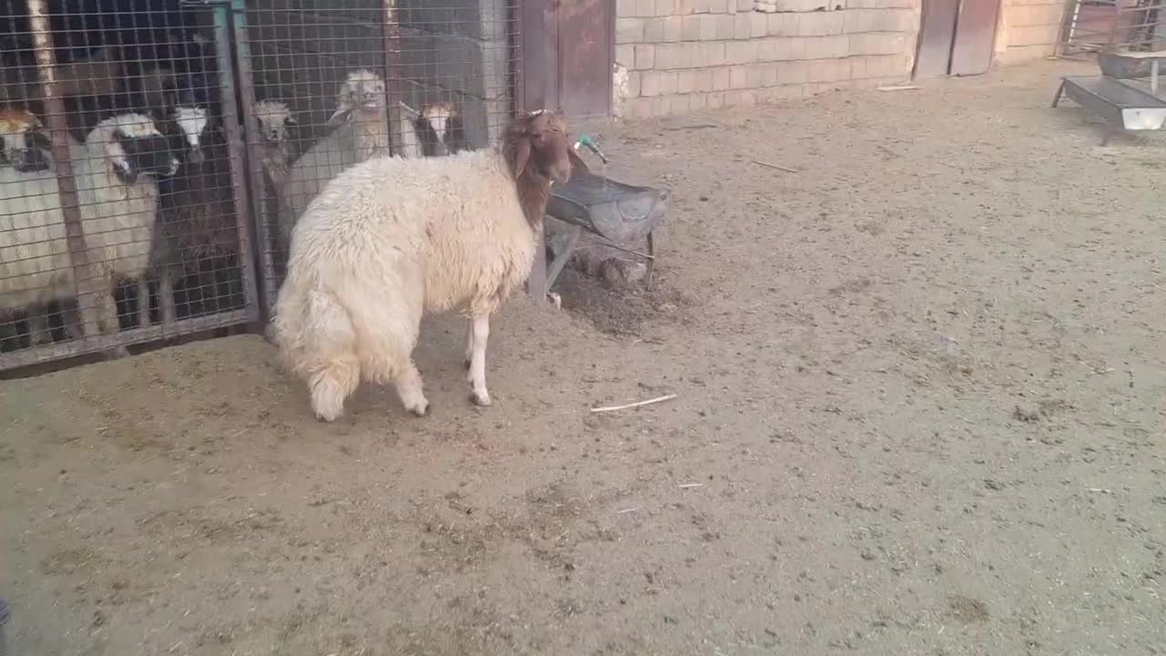 بره قوچی|حیوانات مزرعه|آبدانان, |دیوار