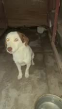 سگ پاکوتاه|سگ|چهارباغ, |دیوار