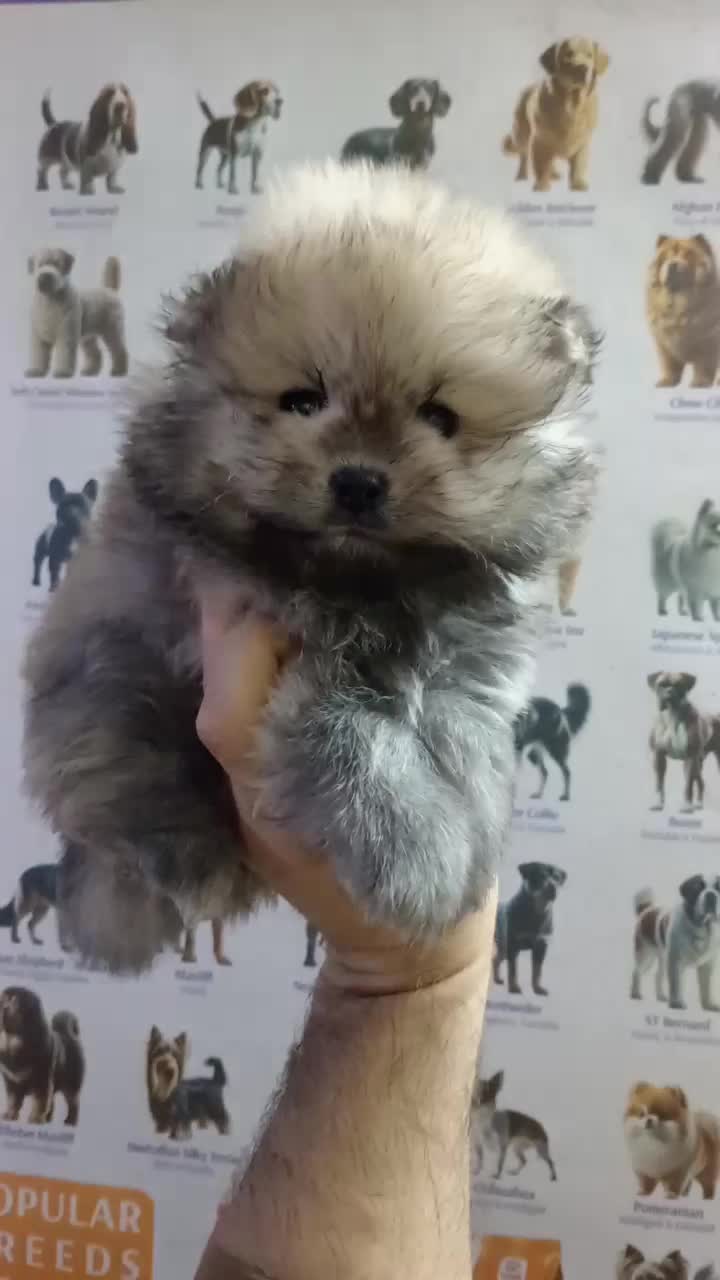 فرنچ بولداگ، پامر، شی هوا هوا، پیکینیز|سگ|اصفهان, فیض|دیوار