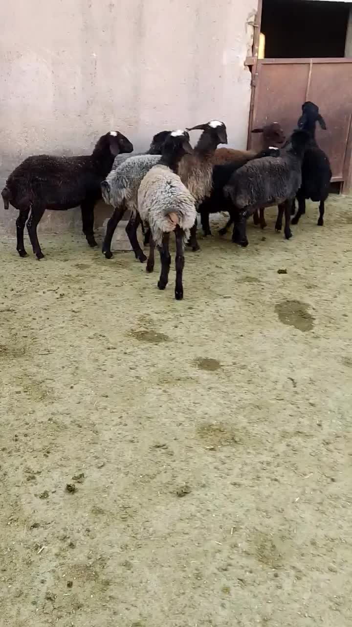 بره ماده مهربان وشالی وافشار|حیوانات مزرعه|سلفچگان, |دیوار