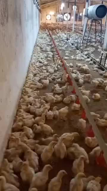 فروش مرغداری گوشتی با موقعیت عالی در صومعه سرا|فروش دفتر صنعتی، کشاورزی، تجاری|رشت, گلسار|دیوار