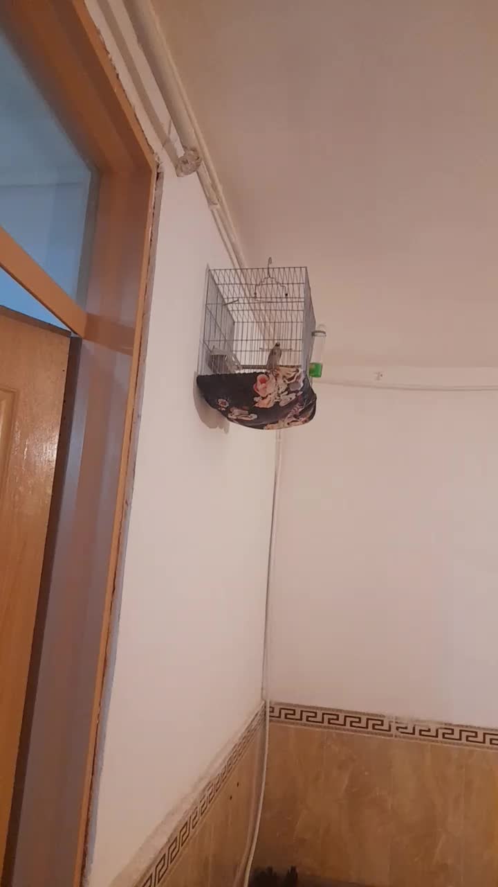 سهره و قناری بخوان|پرنده|همدان, |دیوار