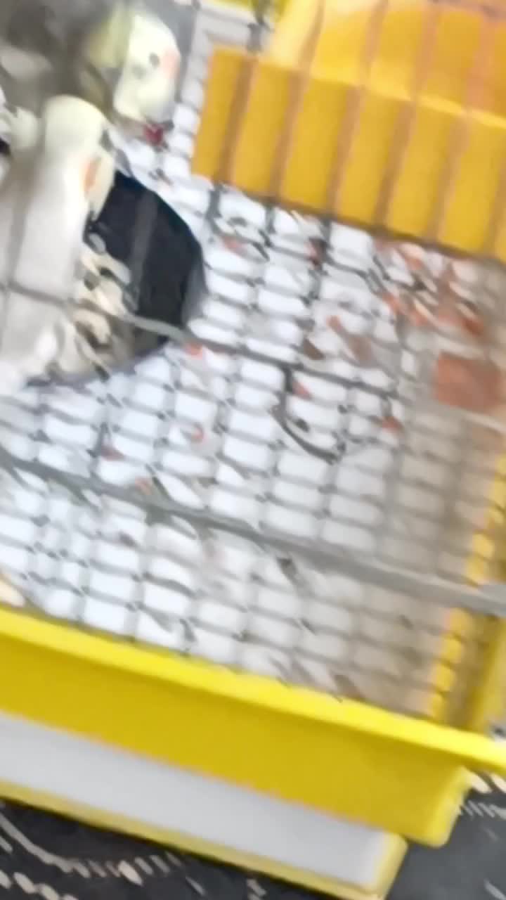 طوطی عروس هلندی|پرنده|تاکستان, |دیوار