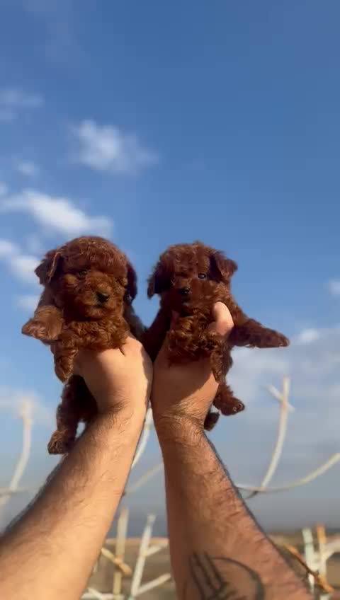 تاینی توی پودل|سگ|مشهد, هنرستان|دیوار