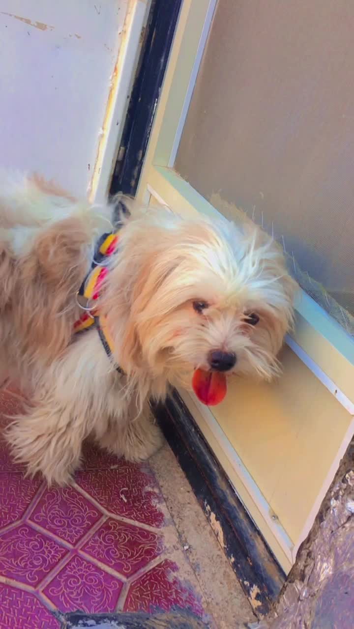 سگ پاپی|سگ|تربت جام, حافظ|دیوار