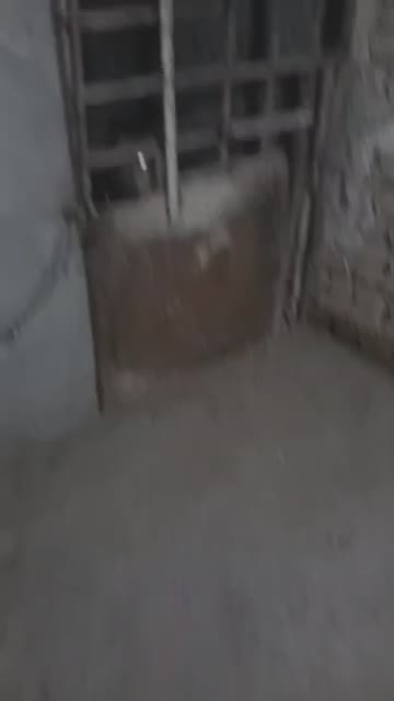 سگ خراسانی|سگ|زرقان, |دیوار