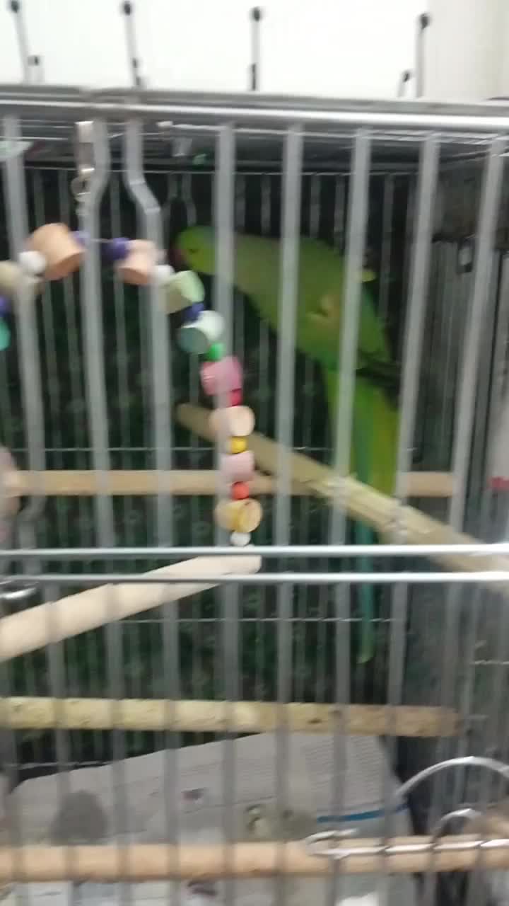 طوطی ملنگو|پرنده|قزوین, |دیوار