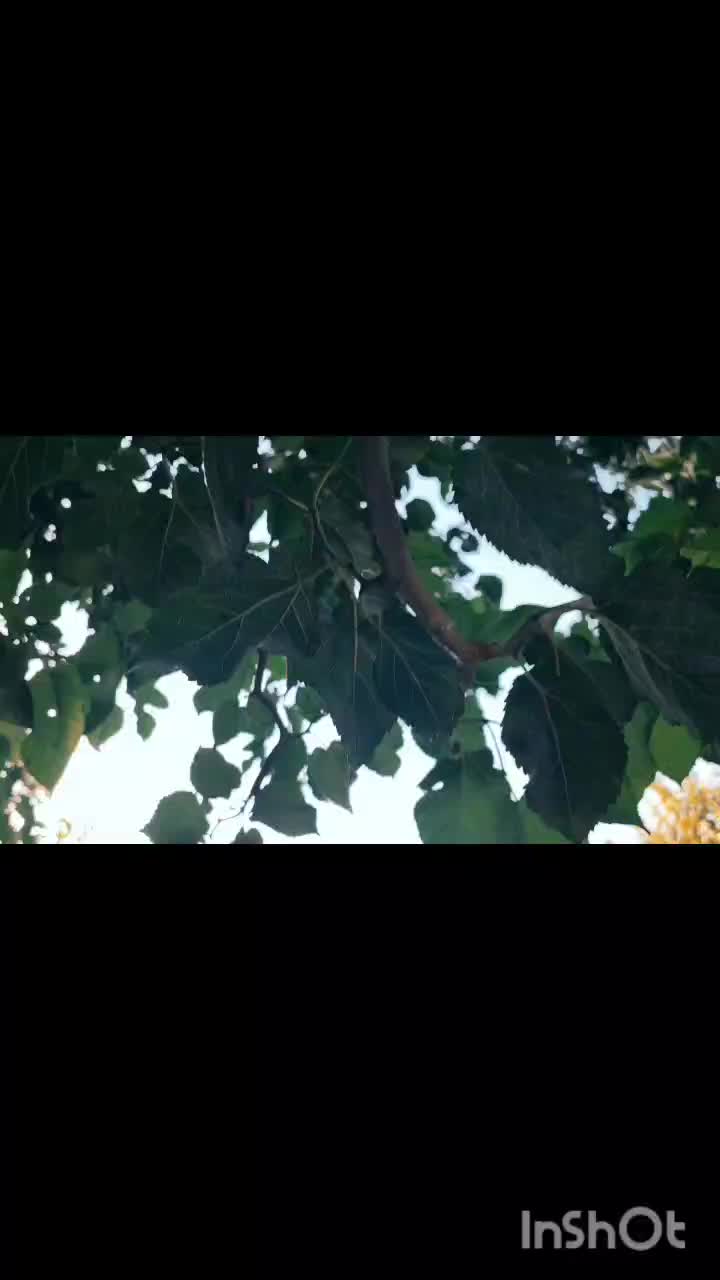 اجاره ویلا باغ در سهیلیه کردان استخر آبگرم|اجارهٔ کوتاهمدت ویلا و باغ|هشتگرد, تهران دشت|دیوار