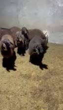 بره همو و هترو|حیوانات مزرعه|یزد, |دیوار