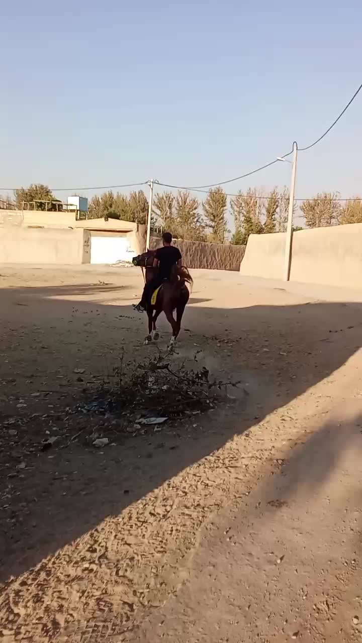 اسب|اسب و تجهیزات اسب‌سواری|نجف‌آباد, کهریزسنگ|دیوار