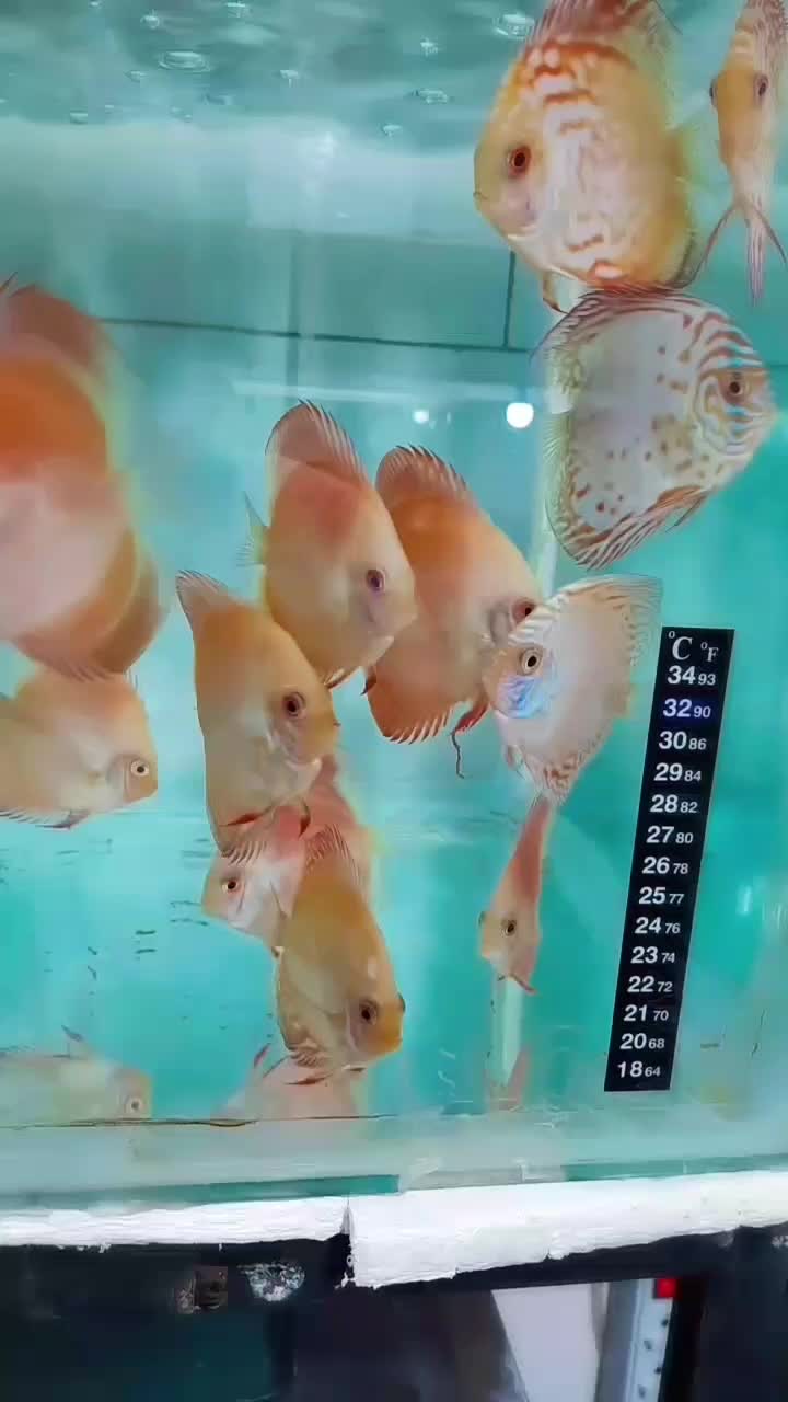 دیسکس|ماهی|اصفهان, میرعماد|دیوار