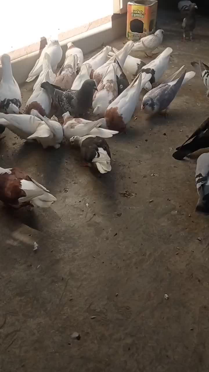 تعدادی رنگی و آلمانی مکس وسبز|پرنده|مینودشت, |دیوار