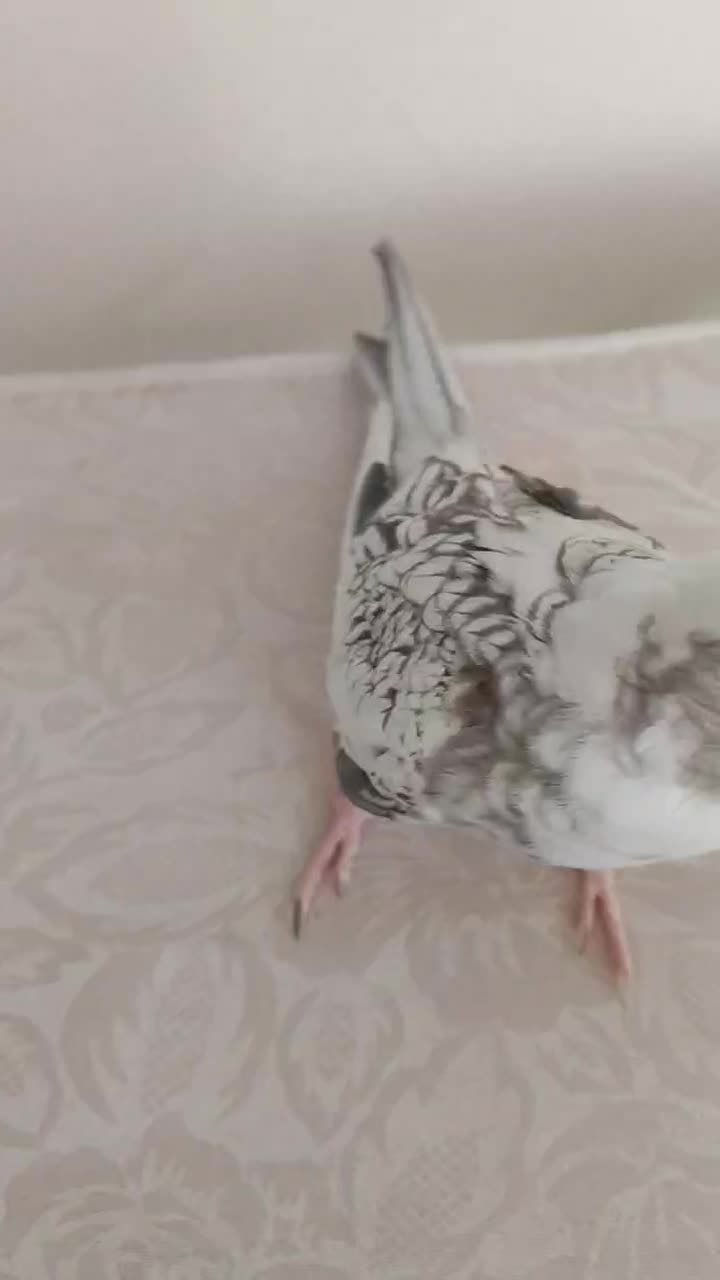 دو عدد عروس هلندی البینو(مرواریدی) و گل باقالی|پرنده|بیرجند, |دیوار