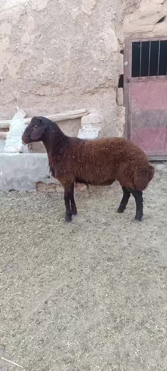 بره قوچی سرخ اصیل بزری|حیوانات مزرعه|بردسکن, |دیوار