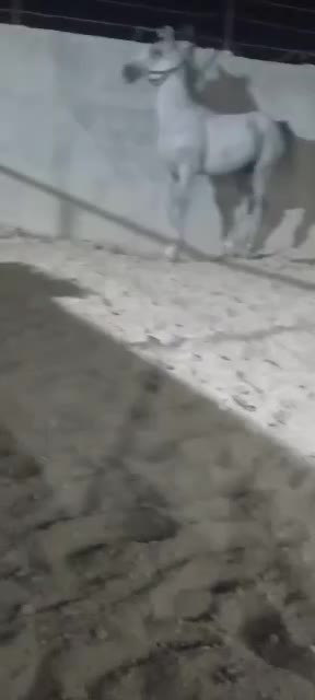 اسب ترکی|اسب و تجهیزات اسب‌سواری|لامرد, |دیوار