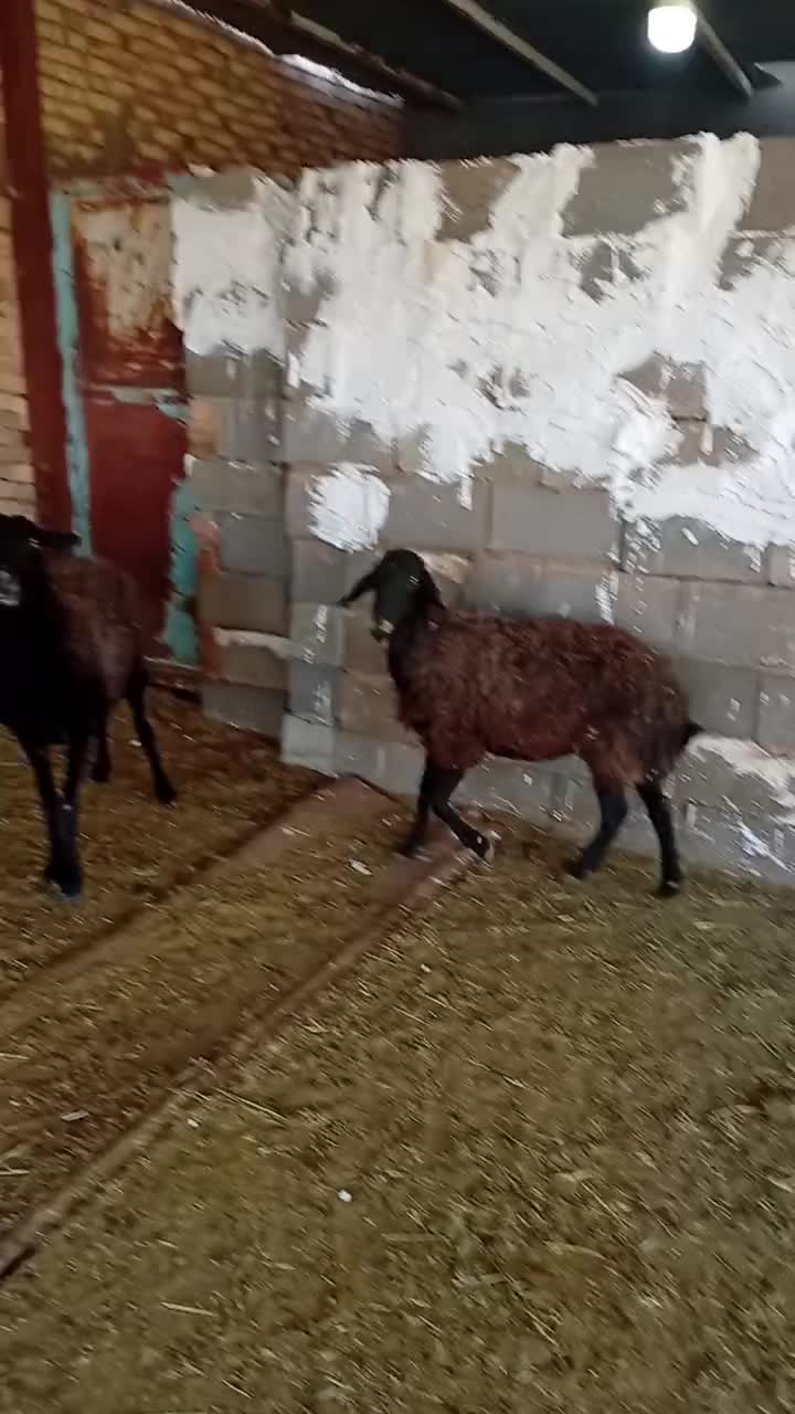 میش زاویه|حیوانات مزرعه|زاویه, |دیوار