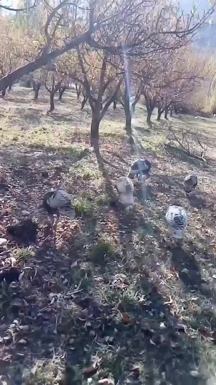 بوقلمون محلی|پرنده|سپیدان, |دیوار