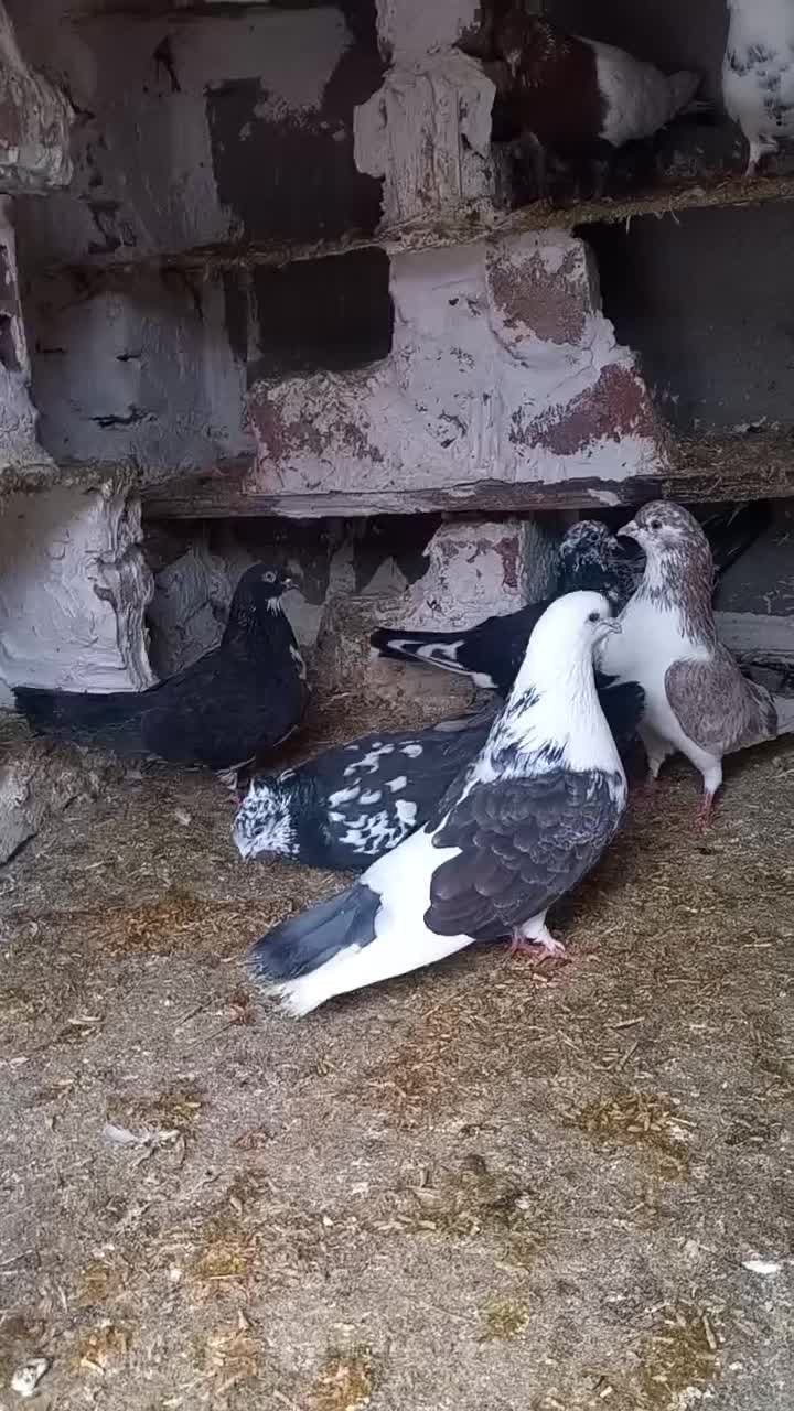 کبوتر|پرنده|اردبیل, |دیوار