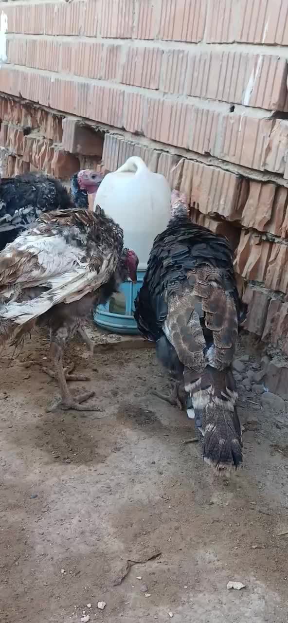 بوقلمون جوان|حیوانات مزرعه|تهران, مشیریه|دیوار