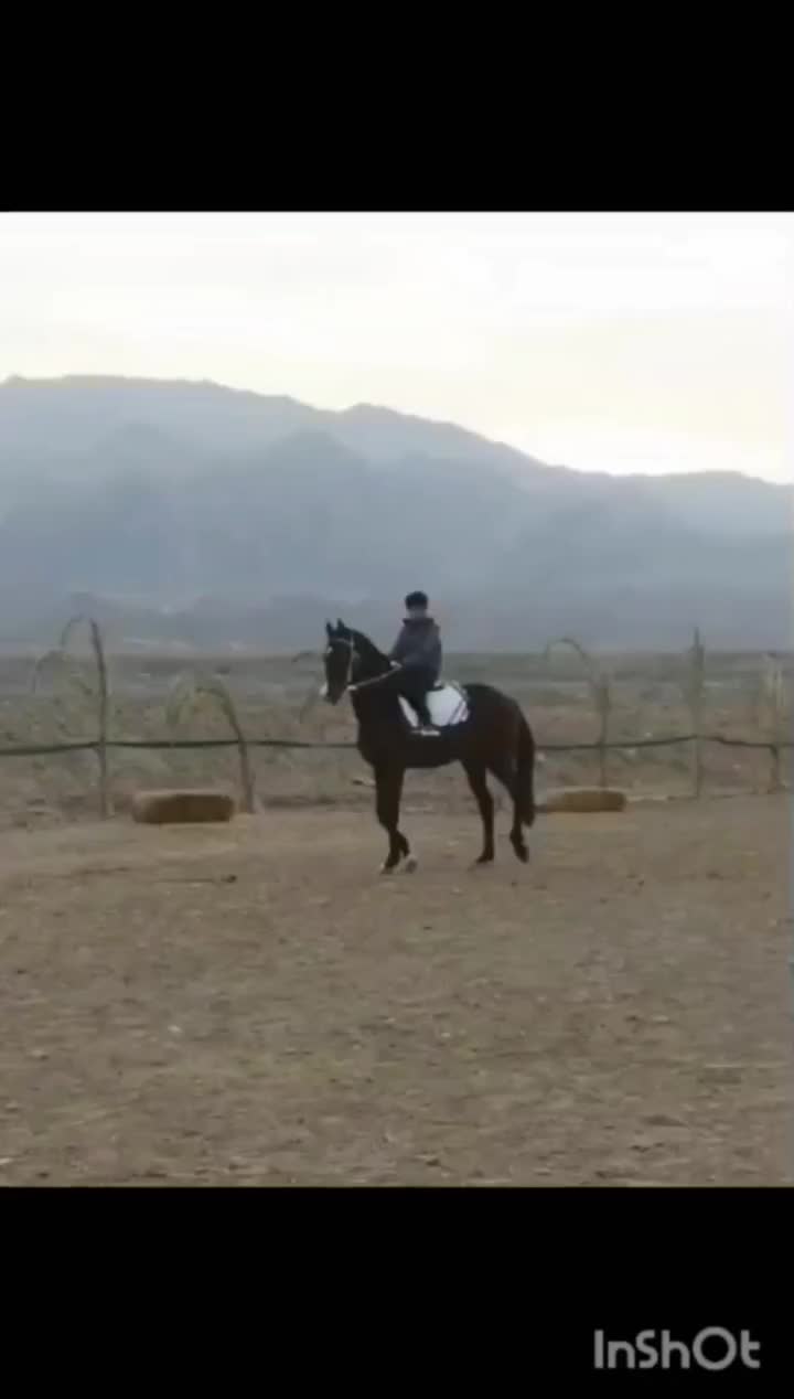 اسب فروشی|اسب و تجهیزات اسبسواری|تربتحیدریه, ده پائین|دیوار