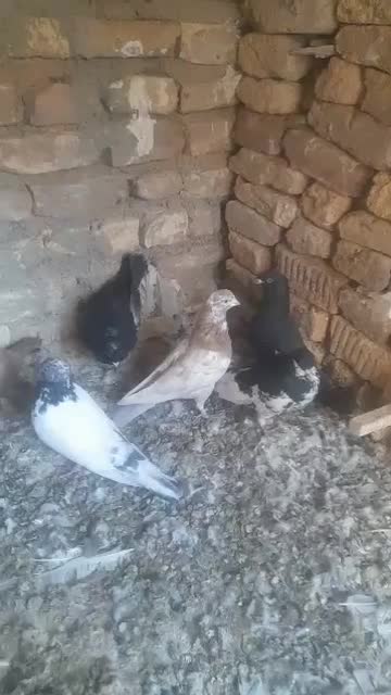 کبوتر بهبانی|پرنده|شیراز, شیخ علی چوپان|دیوار